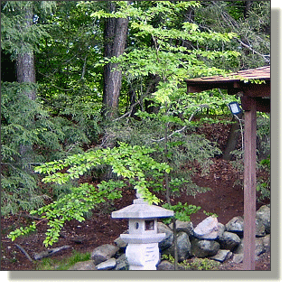 2009.05.18 - Yoshino Flowering Cherry